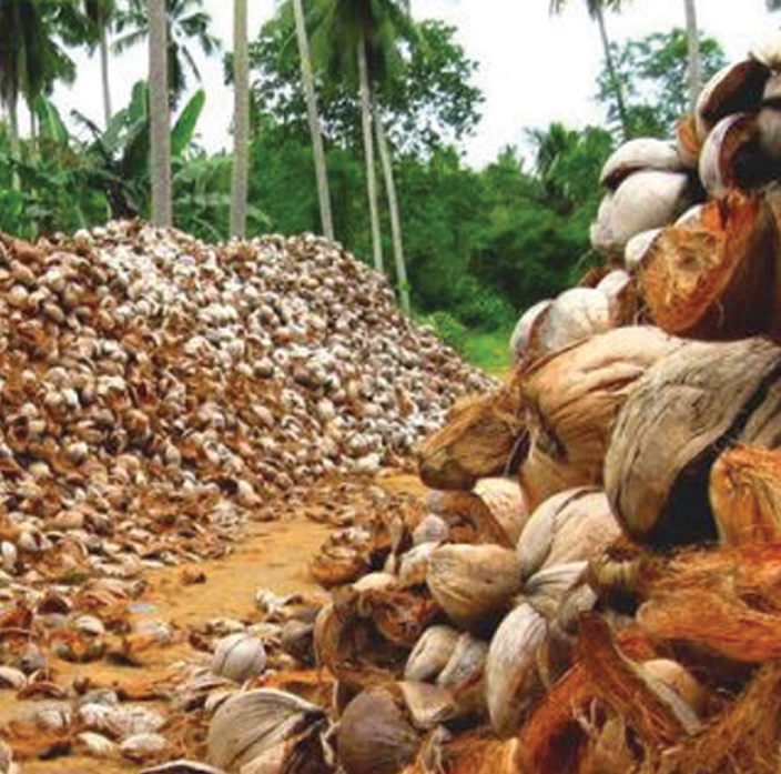 coconut